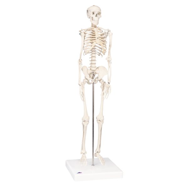 Mini human skeleton