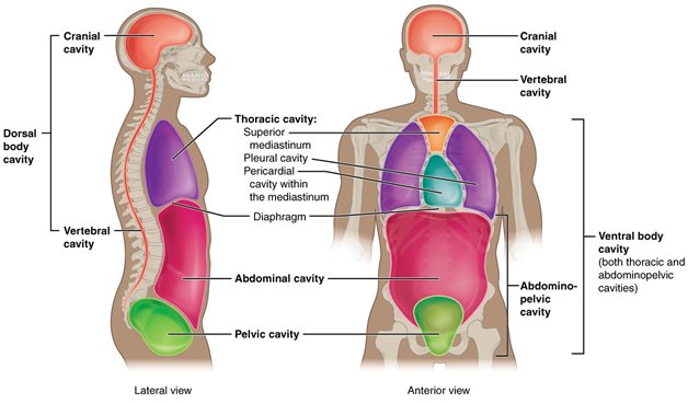 Let's Learn About Our Body Parts