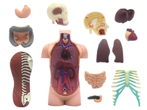 Human Torso Anatomy model