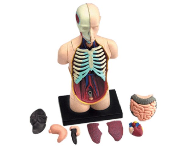 Human Torso Anatomy model