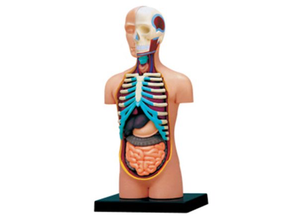 Human Torso Anatomy model