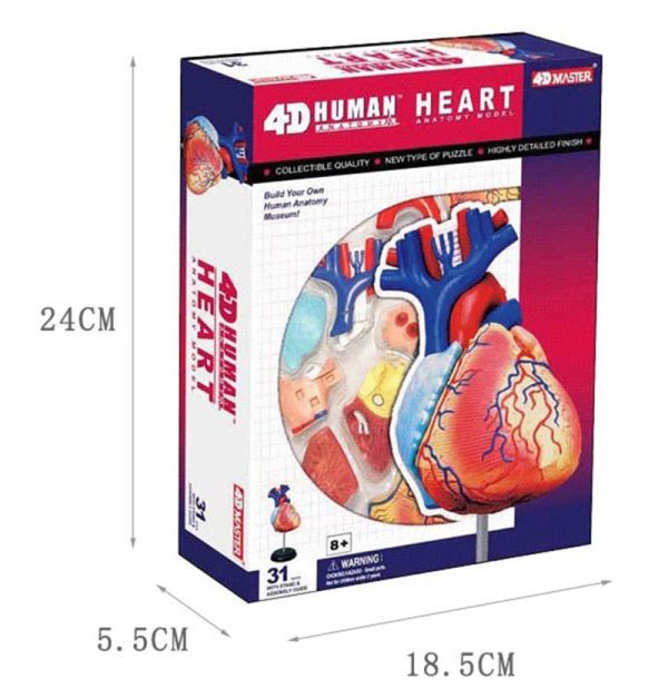 Heart Anatomy model