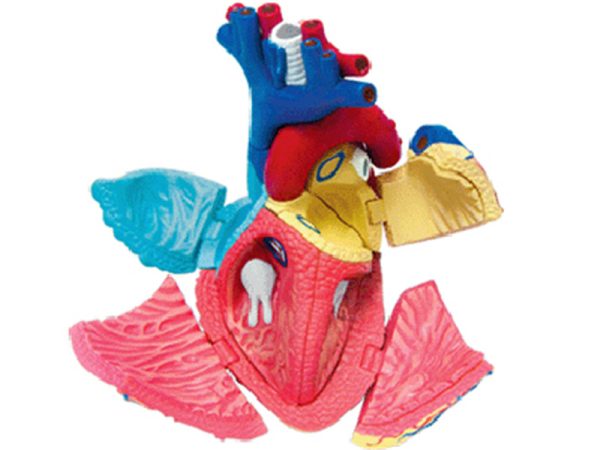 Heart Anatomy model