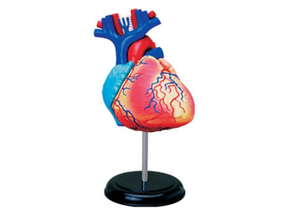 Heart Anatomy model