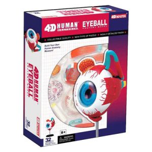 Eyeball Anatomy Model