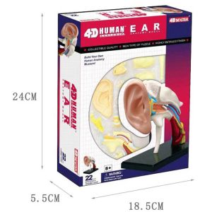 Ear Anatomy model