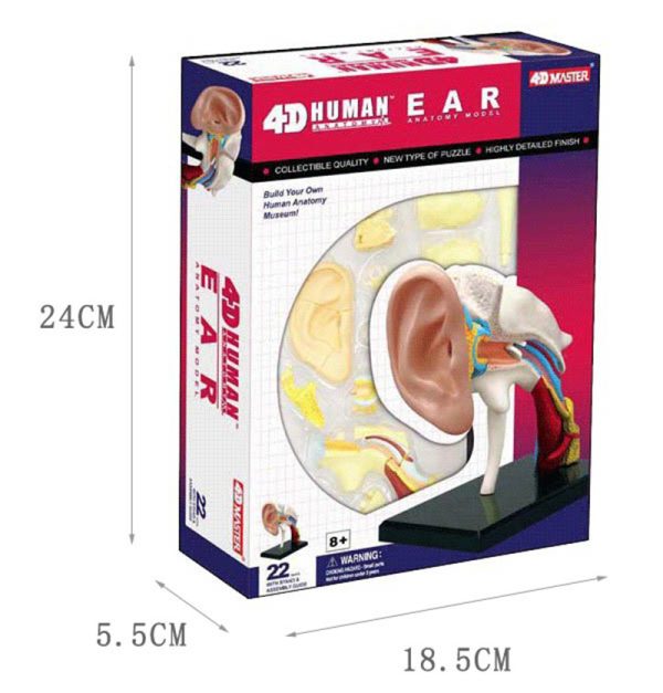 Ear Anatomy model