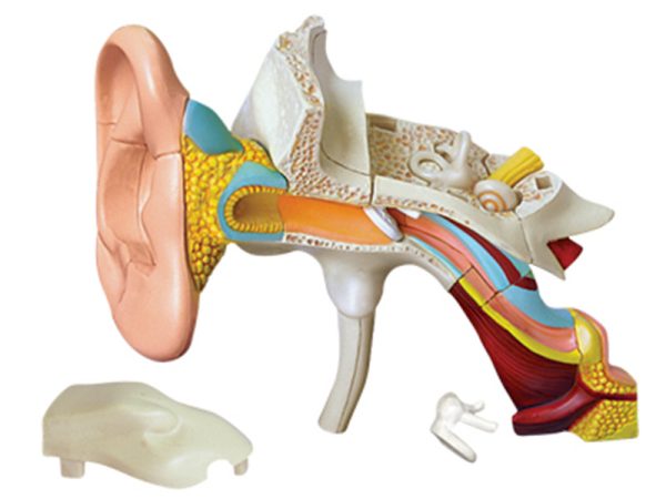 Ear Anatomy model