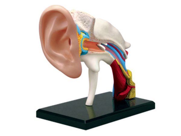 Ear Anatomy model