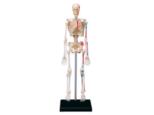 Human Skeleton Model