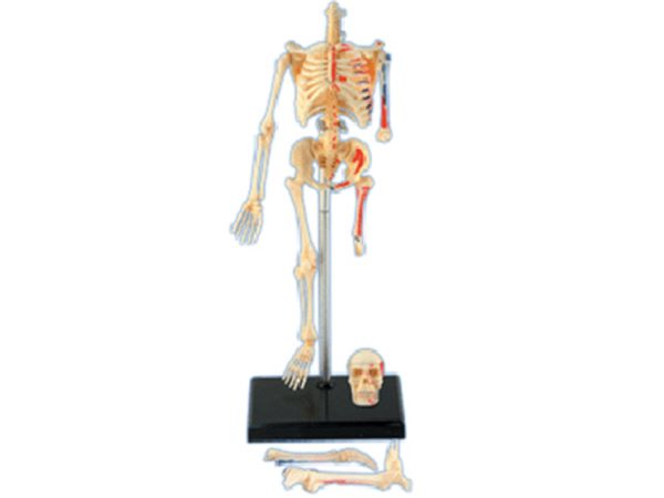 Human Skeleton Model