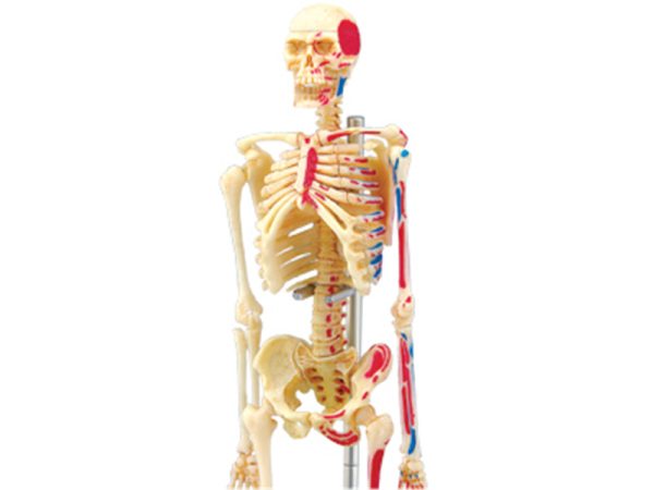 Human Skeleton Model