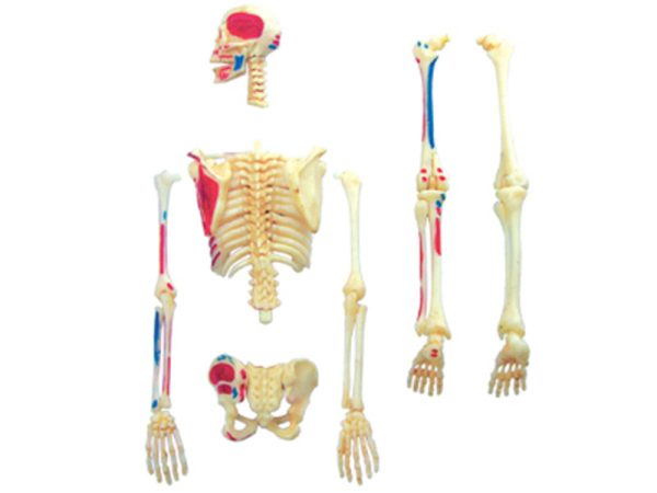 Human Skeleton Model