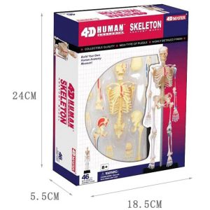 Human Skeleton Model