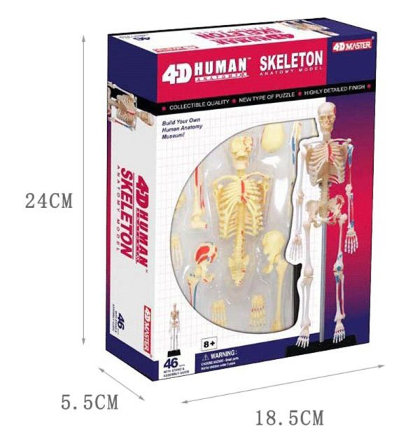 Human Skeleton Model