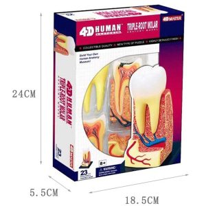 Triple root Molar Model