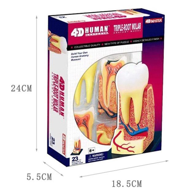 Triple root Molar Model