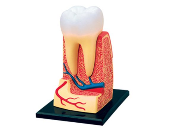 Triple root Molar Model