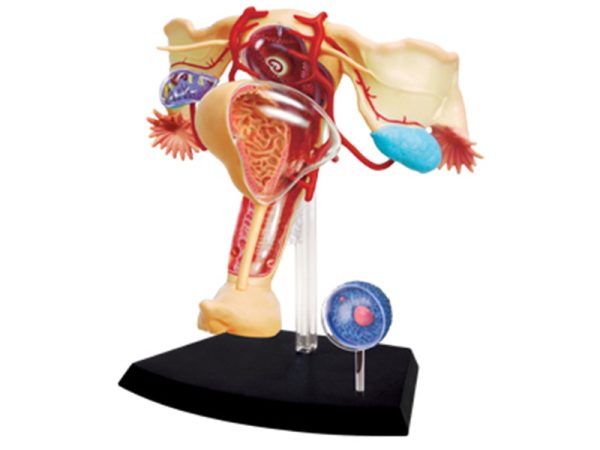 Female Reproductive System