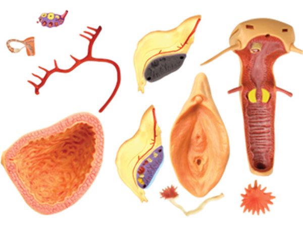 Female Reproductive System