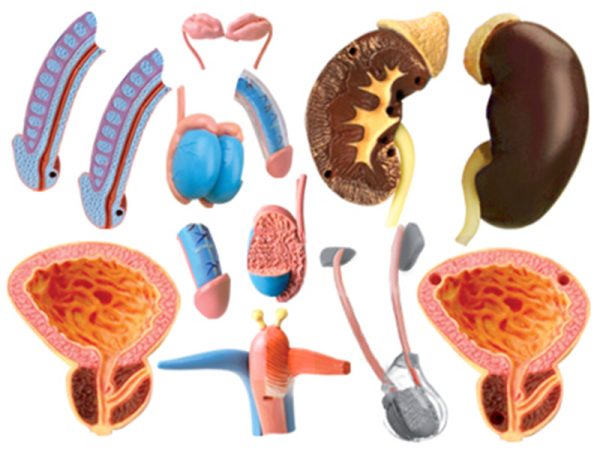 Male Reproductive and Urinary System