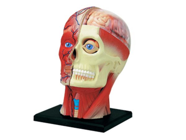 Human Head Anatomy Model