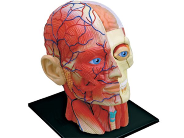 Human Head Anatomy Model