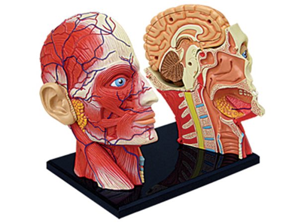 Human Head Anatomy Model