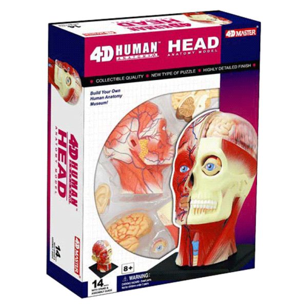 Human Head Anatomy Model