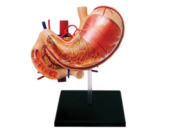 Stomach Anatomy Model