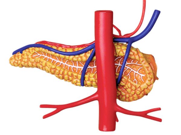 Stomach Anatomy Model