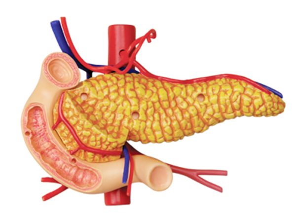 Stomach Anatomy Model