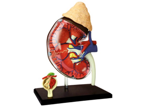 Kidney Anatomy Model