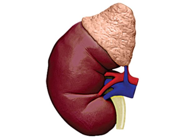 Kidney Anatomy Model