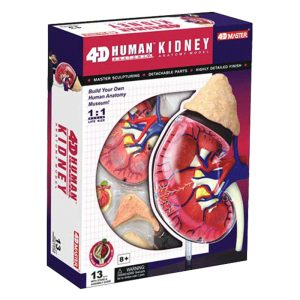 Kidney Anatomy Model