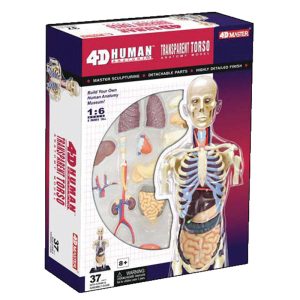 8" Transparent Torso Anatomy Model