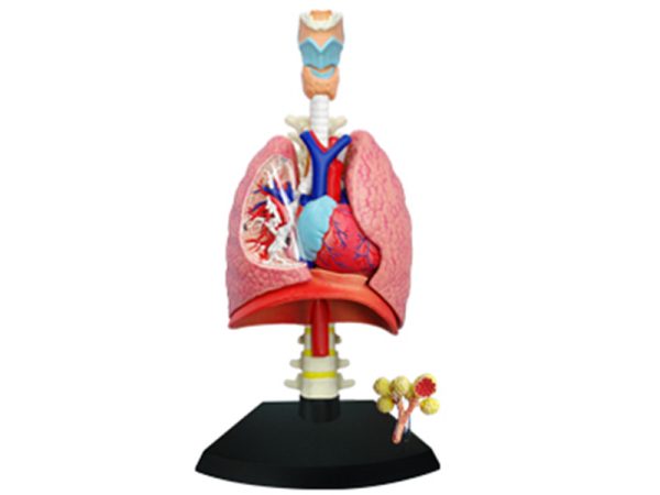 Respiratory System 1:3 Model