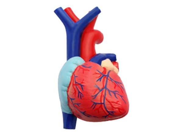 Respiratory System 1:3 Model