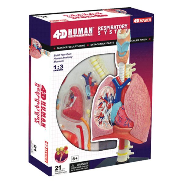 Respiratory System 1:3 Model