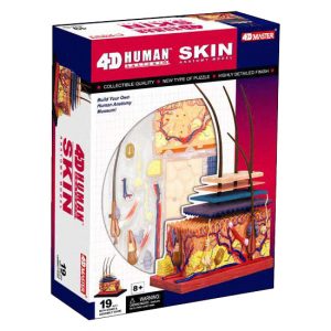 Skin Section Anatomy Model