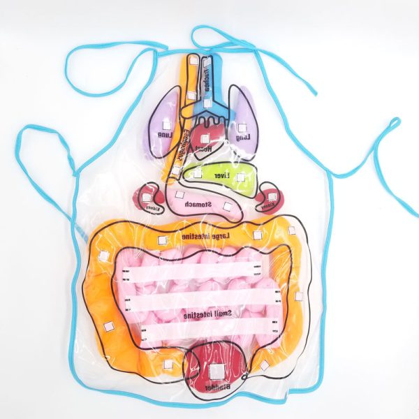 Human Digestive System