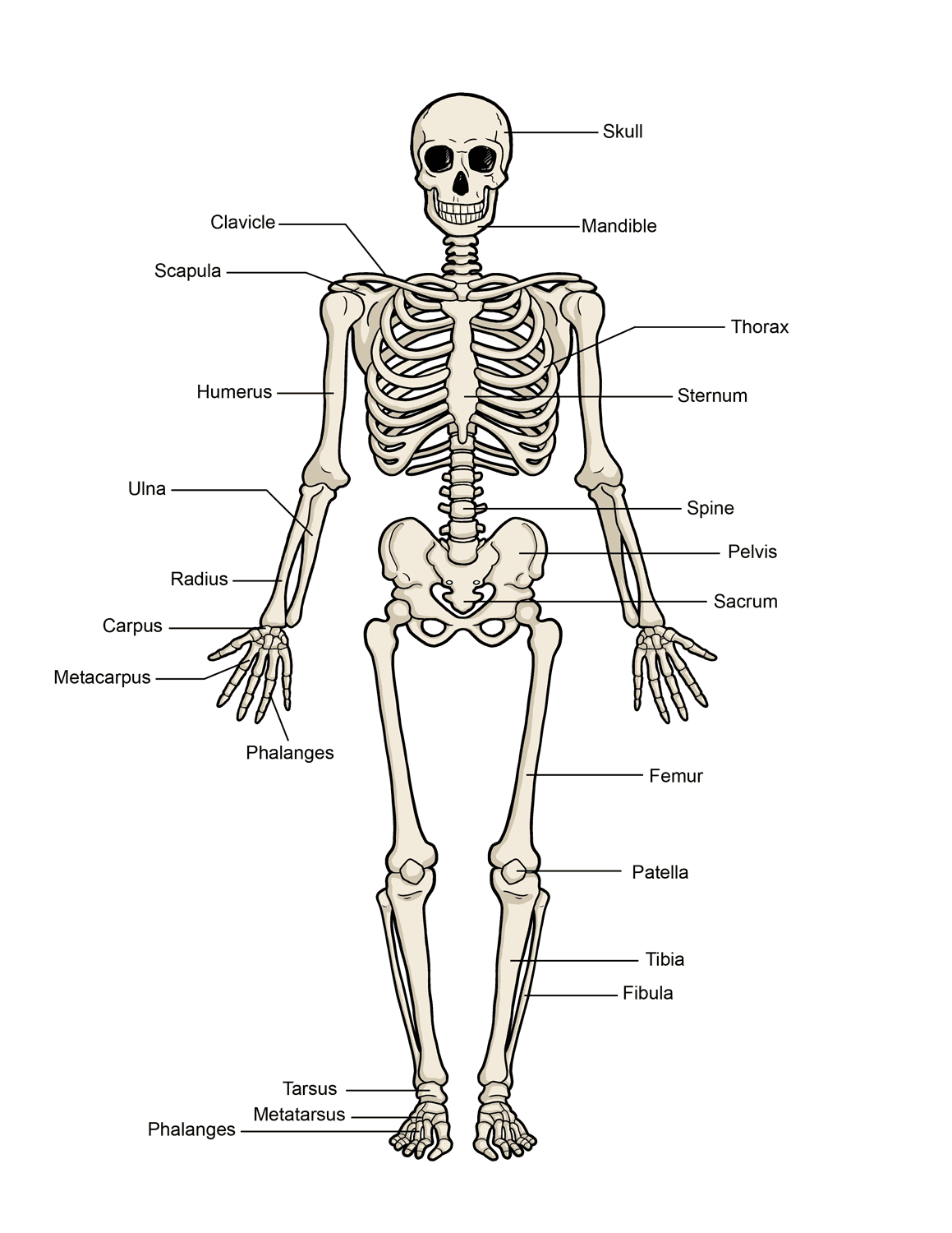 Human Skeleton - Switched on kids
