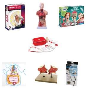 Human Anatomy Pack